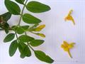 yellow jasmine ، Reeves' jasmine